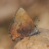 Brown Elfin