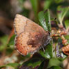 Brown Elfin