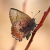 Brown Elfin