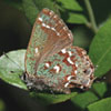 Hessel's Hairstreak