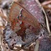 Frosted Elfin