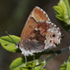 Frosted Elfin