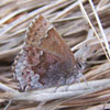 Frosted Elfin