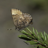 Bog Elfin