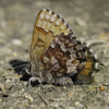 Eastern Pine Elfin