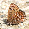 Eastern Pine Elfin