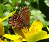 Eastern Pine Elfin