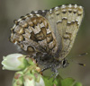 Eastern Pine Elfin