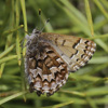 Eastern Pine Elfin