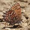 Eastern Pine Elfin