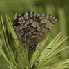 Eastern Pine Elfin