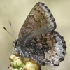 Hoary Elfin
