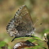 Hoary Elfin