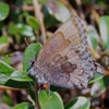 Hoary Elfin