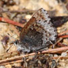 Hoary Elfin