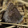 Hoary Elfin