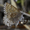 Hoary Elfin