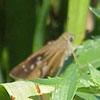 Brazilian Skipper