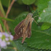 Brazilian Skipper