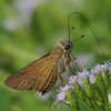 Brazilian Skipper