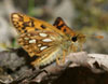 Arctic Skipper
