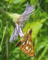 Arctic Skipper