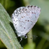 Summer Azure