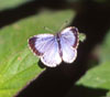 Summer Azure