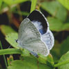 Summer Azure