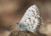 Summer Azure
