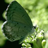 Summer Azure