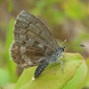 Summer Azure