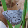 Summer Azure