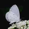 Summer Azure