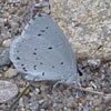 Summer Azure