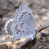 Summer Azure