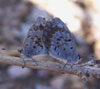 Summer Azure