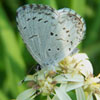 Summer Azure