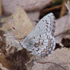 Summer Azure