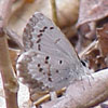 Summer Azure