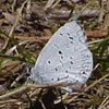 Summer Azure