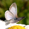 Summer Azure