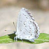 Summer Azure