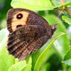 Common Wood Nymph