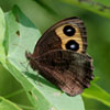 Common Wood Nymph