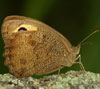 Common Wood Nymph