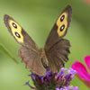Common Wood Nymph