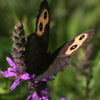 Common Wood Nymph