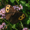 Common Wood Nymph