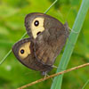 Common Wood Nymph